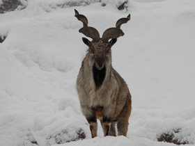 Смотреть фото Винторогий козёл Фото Винторогий козёл