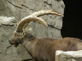 Смотреть фото Ибекс Фото Ибекс