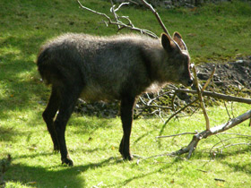 Фото Японский сероу
