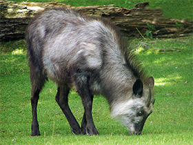 Фото Японский сероу