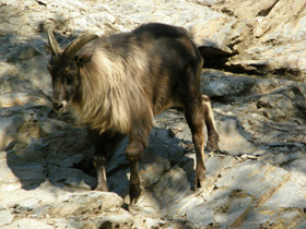 Фото Гималайский тар