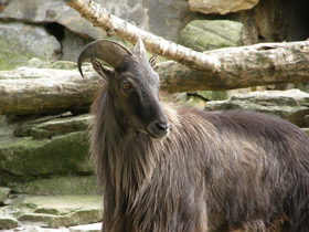 Фото Гималайский тар