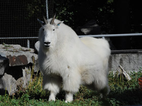 Смотреть фото Снежная коза Фото Снежная коза