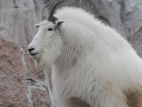 Смотреть фото Снежная коза Фото Снежная коза