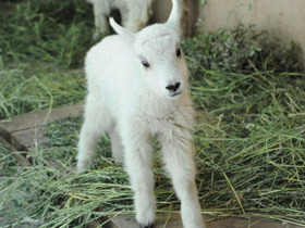 Снежная коза Снежная коза