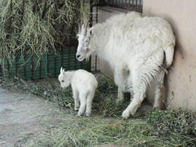 Смотреть фото Снежная коза Фото Снежная коза