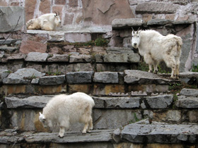 Смотреть фото Снежная коза Фото Снежная коза