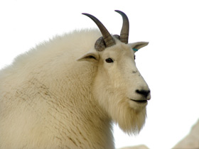 Смотреть фото Снежная коза Фото Снежная коза