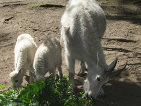 Смотреть фото Снежная коза Фото Снежная коза