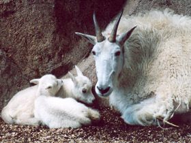 Снежная коза Снежная коза