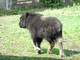 Смотреть фото Овцебык Фото Овцебык