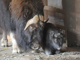 Смотреть фото Овцебык Фото Овцебык