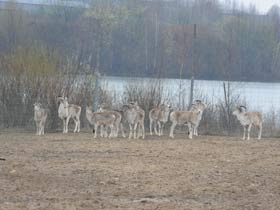 Смотреть фото Баран Марко Поло Фото Баран Марко Поло