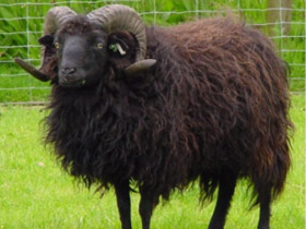 Карликовые овцы уэссан