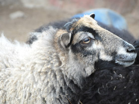 Романовская порода