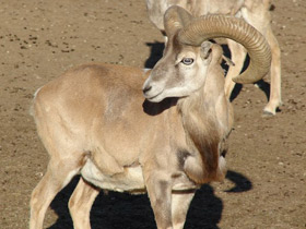 Фото Арменийский муфлон