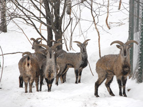 Смотреть фото Голубой баран Фото Голубой баран