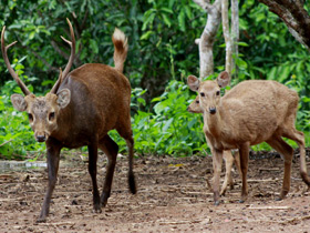 Смотреть фото Олень Куля Фото Олень Куля