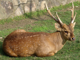 Смотреть фото Свиной олень Фото Свиной олень