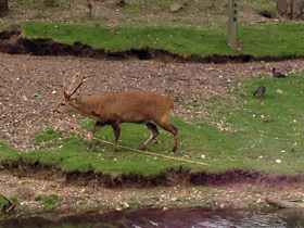 Смотреть фото Свиной олень Фото Свиной олень