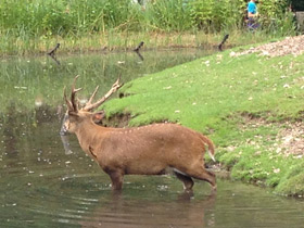 Смотреть фото Свиной олень Фото Свиной олень