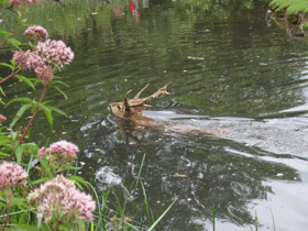 Смотреть фото Свиной олень Фото Свиной олень