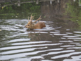 Смотреть фото Свиной олень Фото Свиной олень