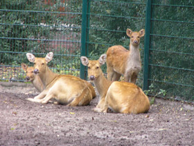 Смотреть фото Барасинга Фото Барасинга