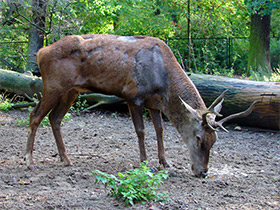 Смотреть фото Благородный олень Фото Благородный олень