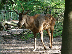 Смотреть фото Благородный олень Фото Благородный олень