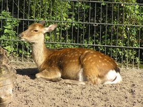 Фото О сообразительности животных