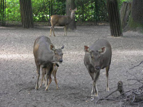 Смотреть фото Индийский замбар Фото Индийский замбар