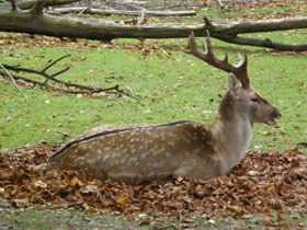 Смотреть фото Иранская лань Фото Иранская лань