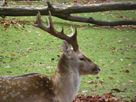 Смотреть фото Иранская лань Фото Иранская лань