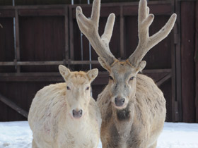 Смотреть фото Олень Давида Фото Олень Давида