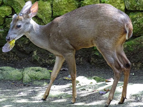 Смотреть фото Бурый мазама Фото Бурый мазама