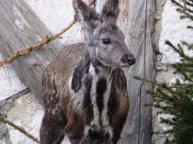 Смотреть фото Кабарга Фото Кабарга