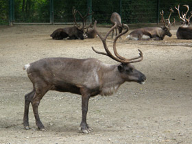 Фото Животные - символы
