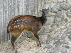 Смотреть фото Филиппинский пятнистый олень Фото Филиппинский пятнистый олень