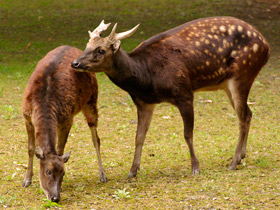 Смотреть фото Филиппинский пятнистый олень Фото Филиппинский пятнистый олень
