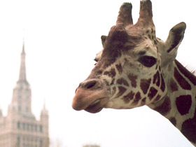 Фото Жираф