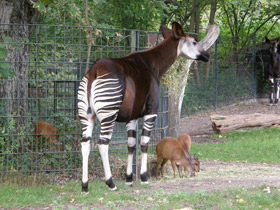 Смотреть фото Окапи Фото Окапи