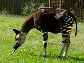 Смотреть фото Окапи Фото Окапи