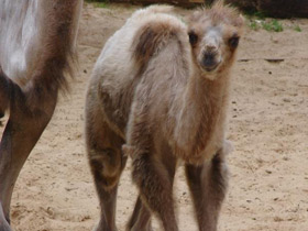 Смотреть фото Двугорбый верблюд Фото Двугорбый верблюд