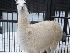 Фото Животные - символы