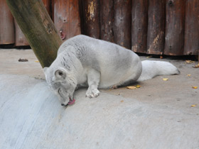 Смотреть фото Песец Фото Песец