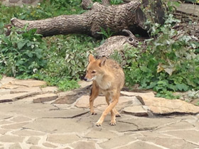 Фото Обыкновенный шакал