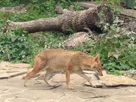 Фото Обыкновенный шакал