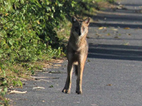 Фото Обыкновенный шакал