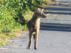 Фото Обыкновенный шакал